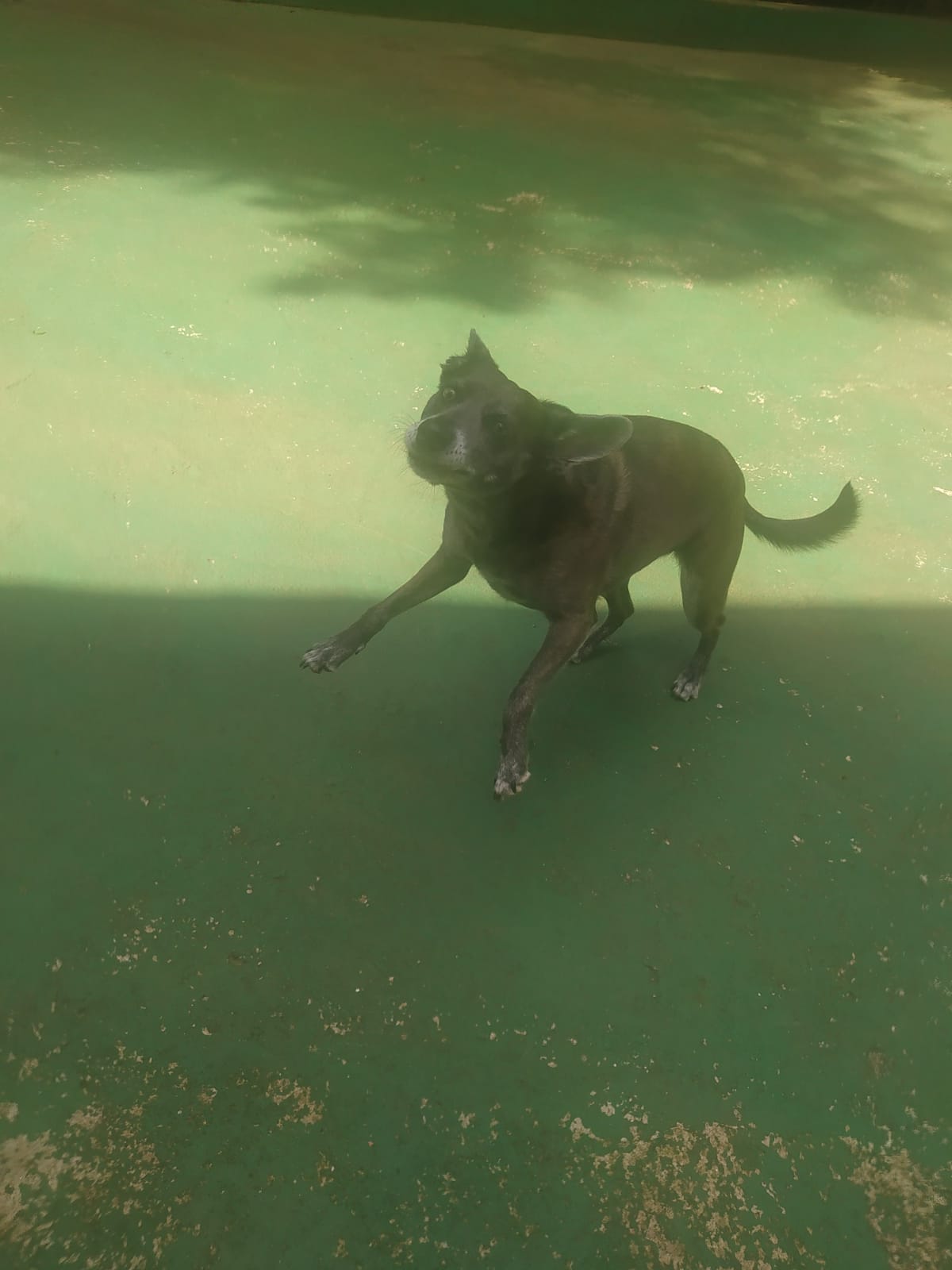 Foto do dia 02/04/2026 11:22  na clínica Animal House