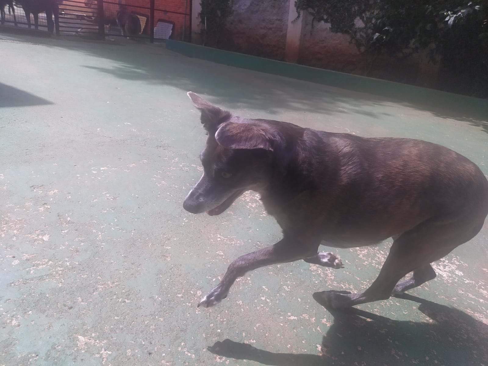 Foto do dia 02/04/2026 11:24  na clínica Animal House