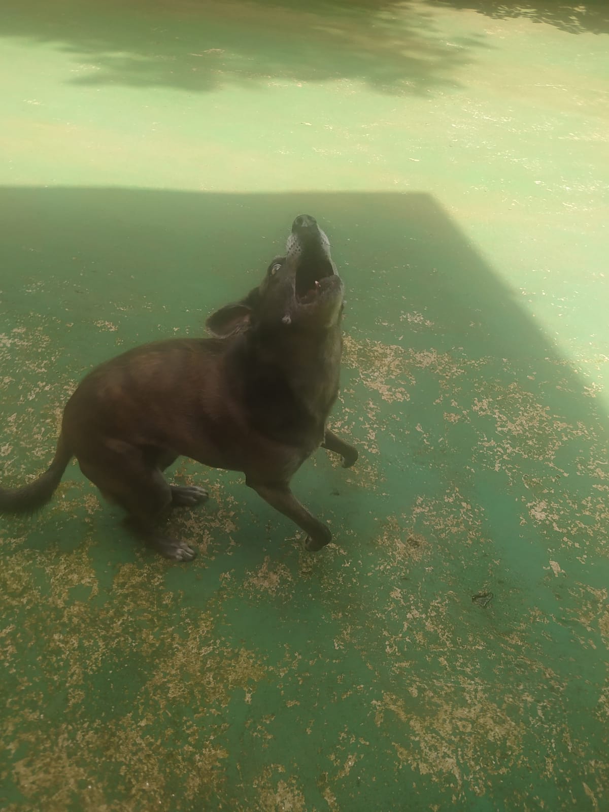 Foto do dia 02/04/2026 11:24  na clínica Animal House