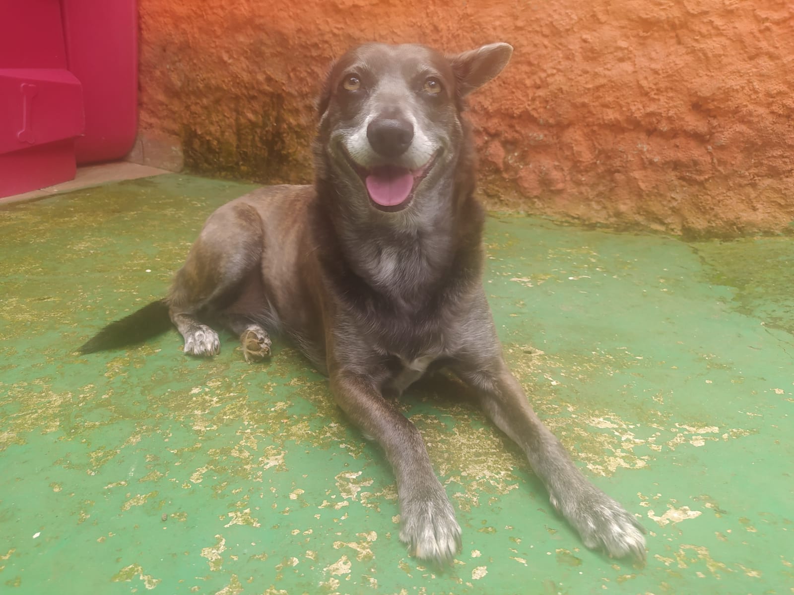 Foto do dia 02/04/2026 11:24  na clínica Animal House