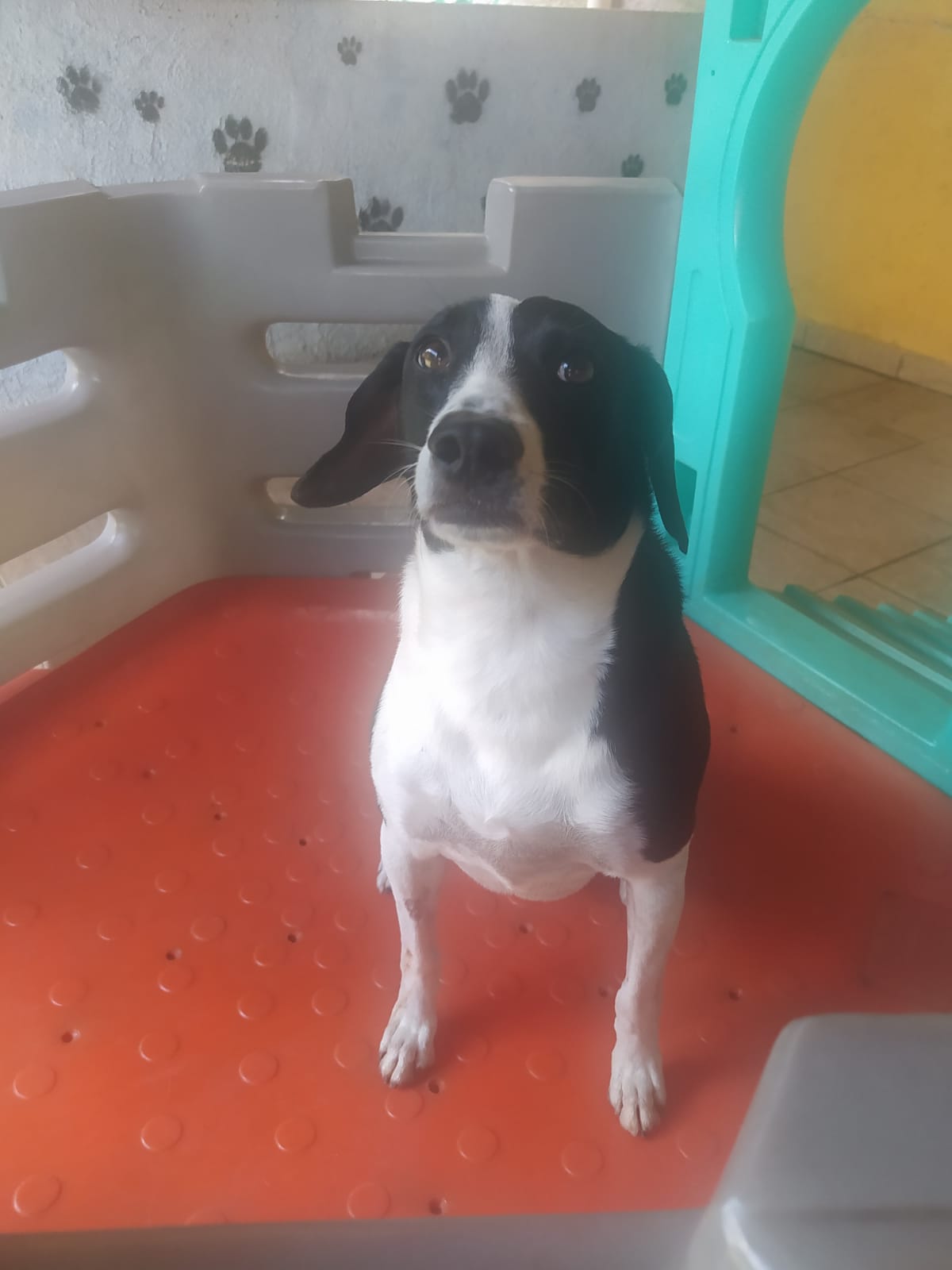 Foto do dia 02/04/2026 11:35  na clínica Animal House