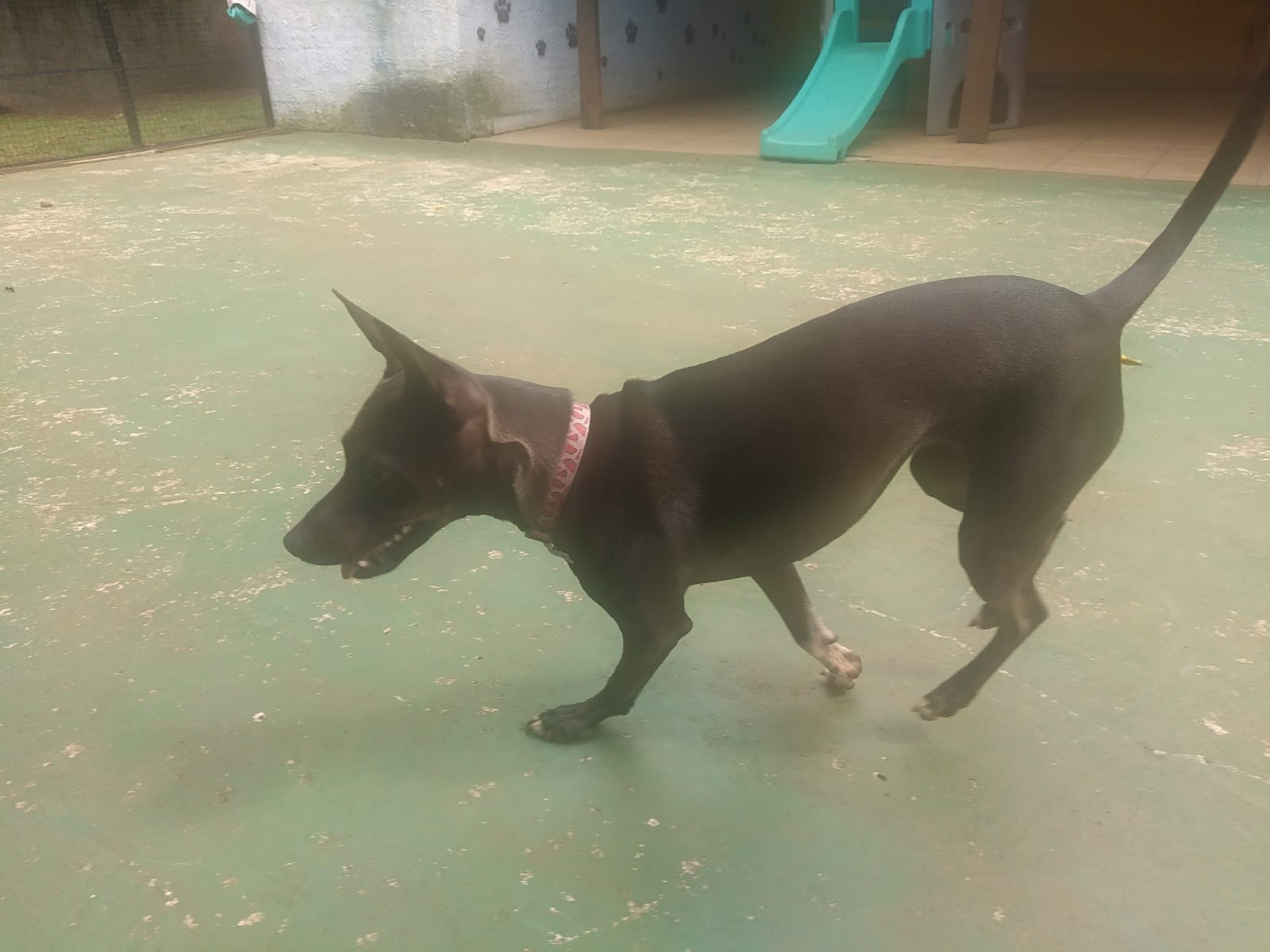 Foto do dia 02/04/2026 11:57  na clínica Animal House