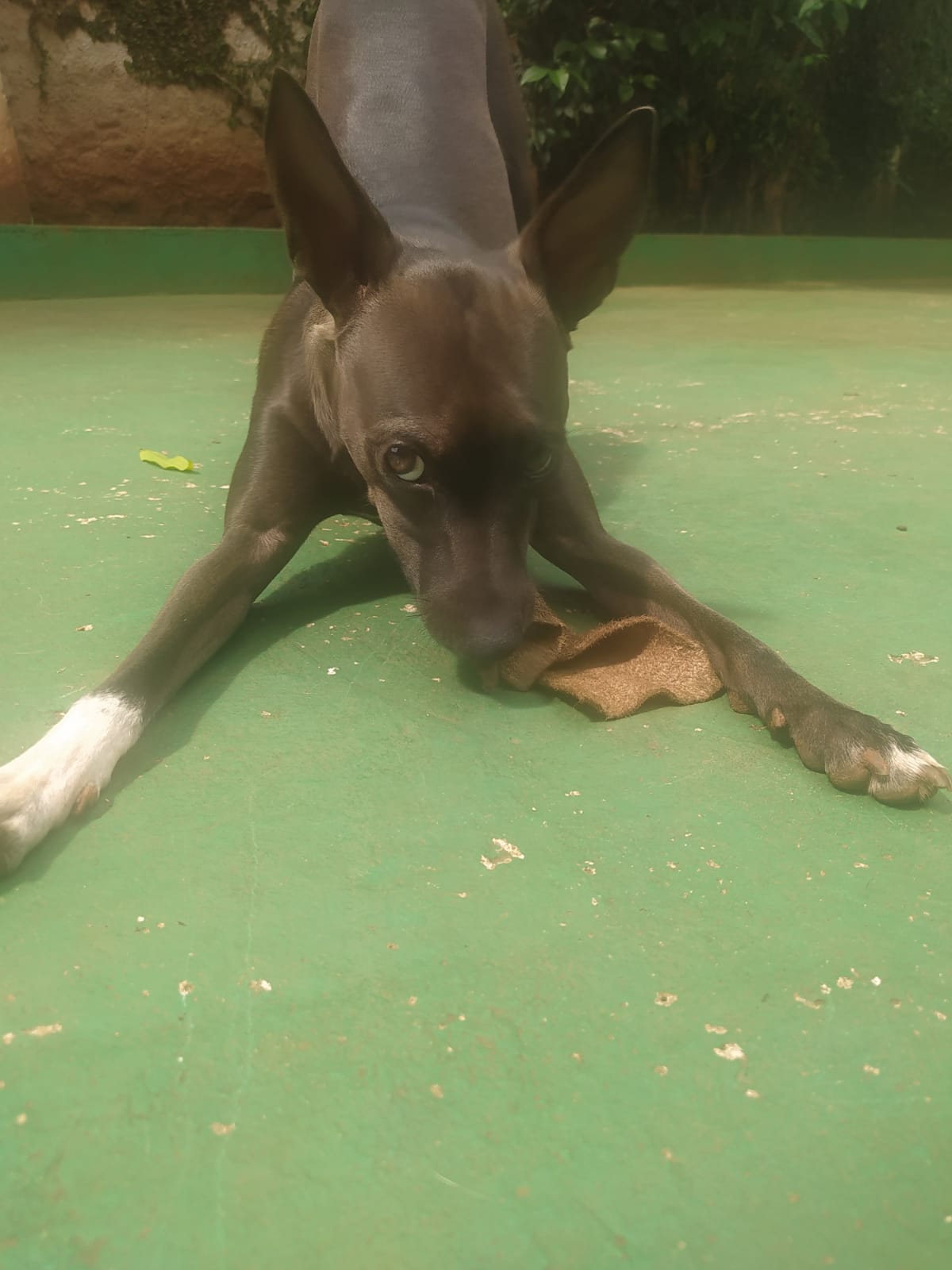 Foto do dia 02/04/2026 11:57  na clínica Animal House