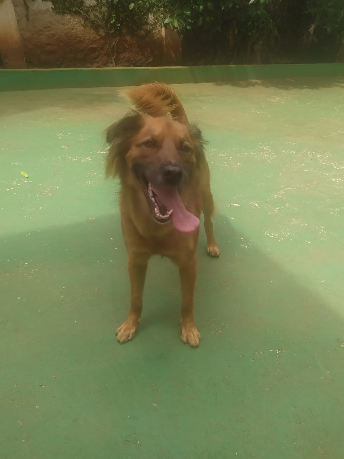 Foto do dia 02/04/2026 11:59  na clínica Animal House