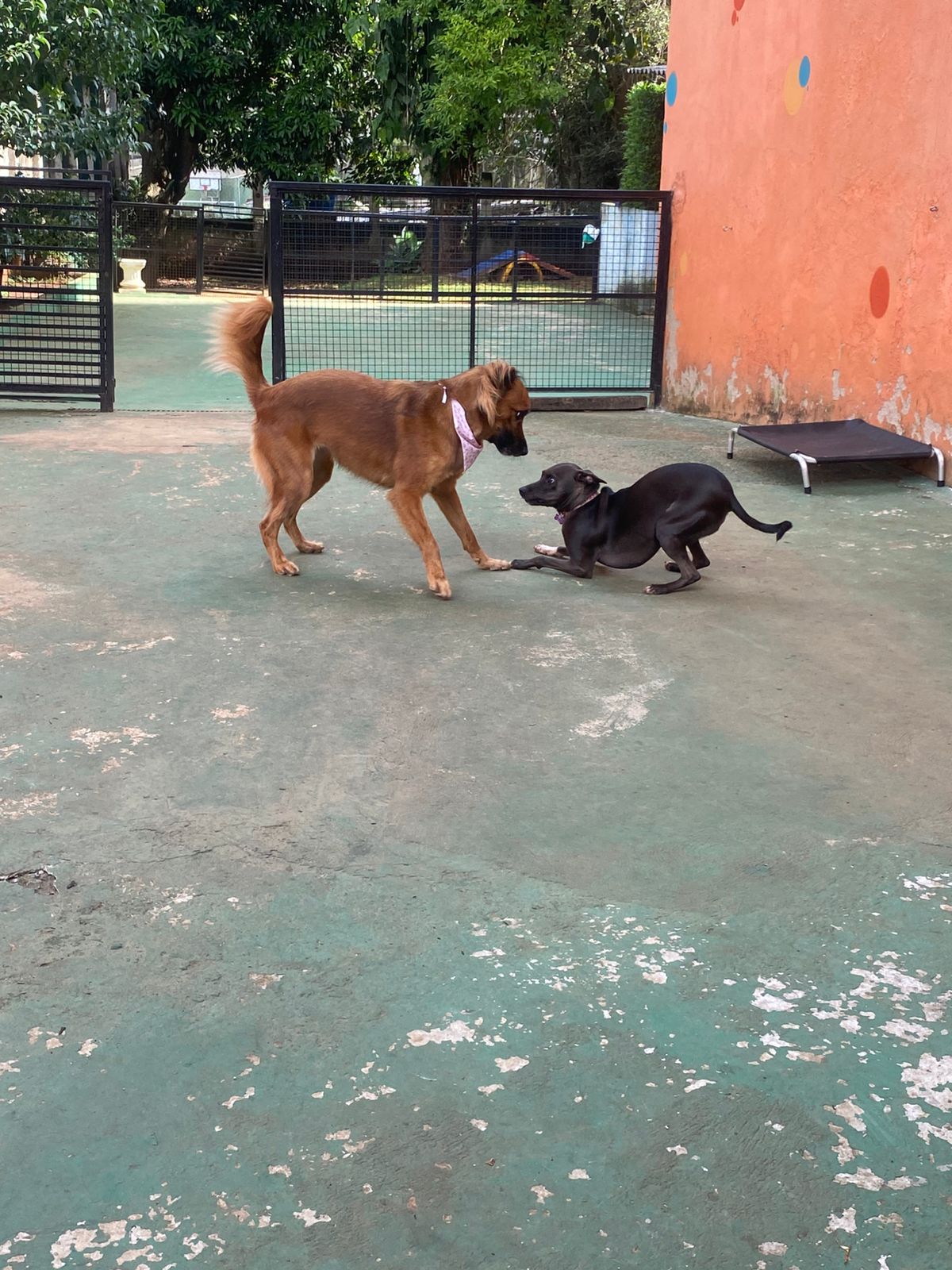 Foto do dia 02/04/2026 15:04  na clínica Animal House