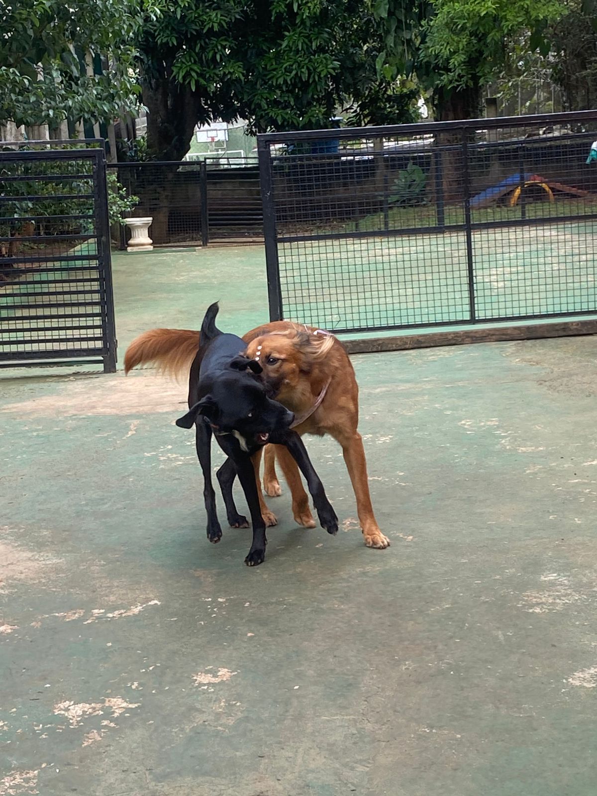 Foto do dia 02/04/2026 15:04  na clínica Animal House