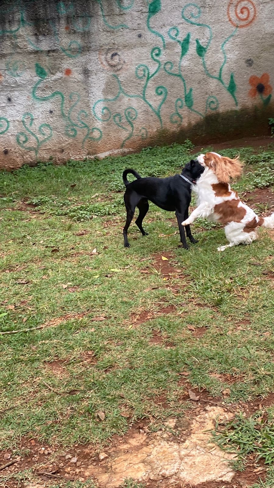 Foto do dia 02/04/2026 16:03  na clínica Animal House