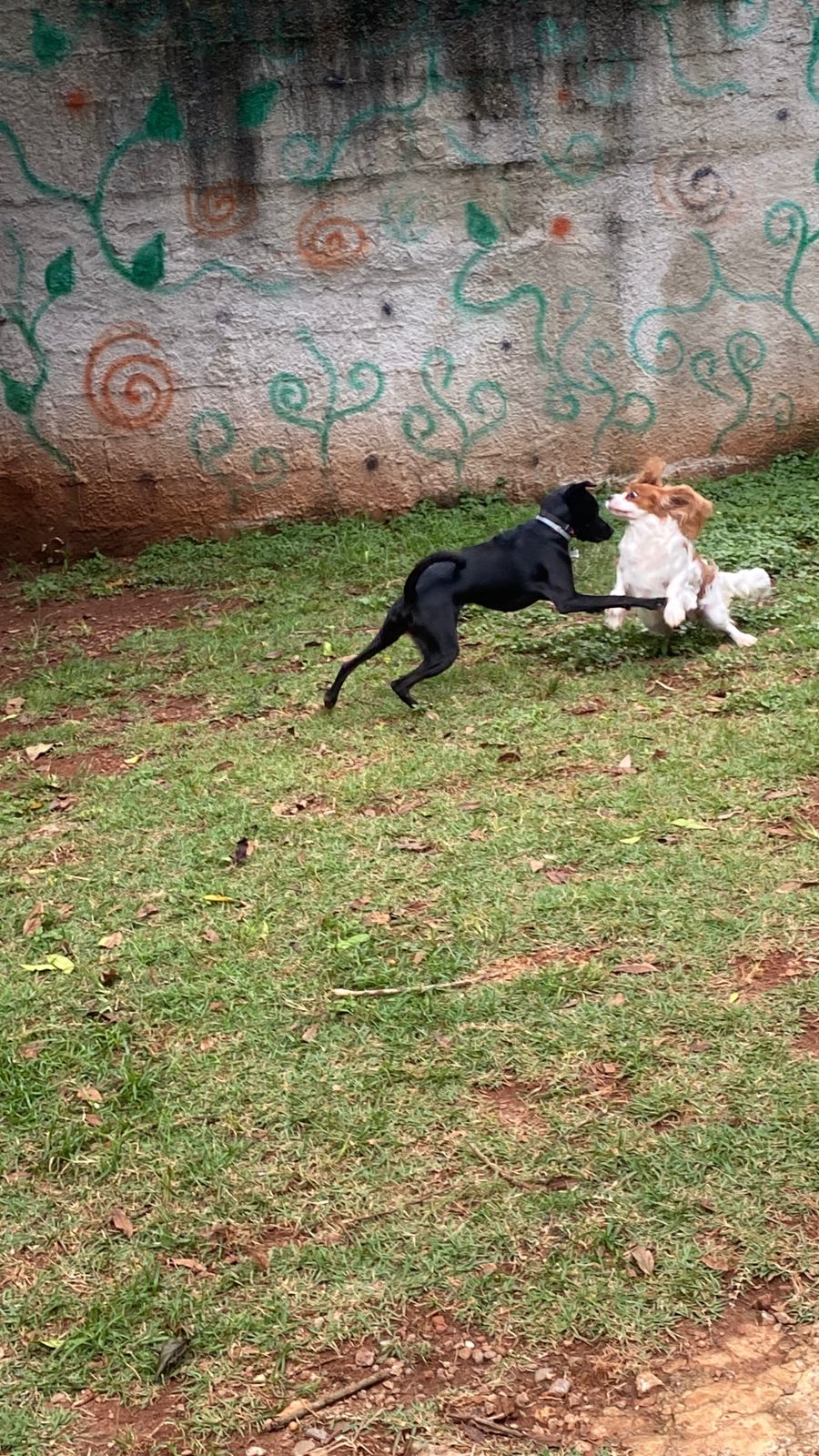 Foto do dia 02/04/2026 16:03  na clínica Animal House