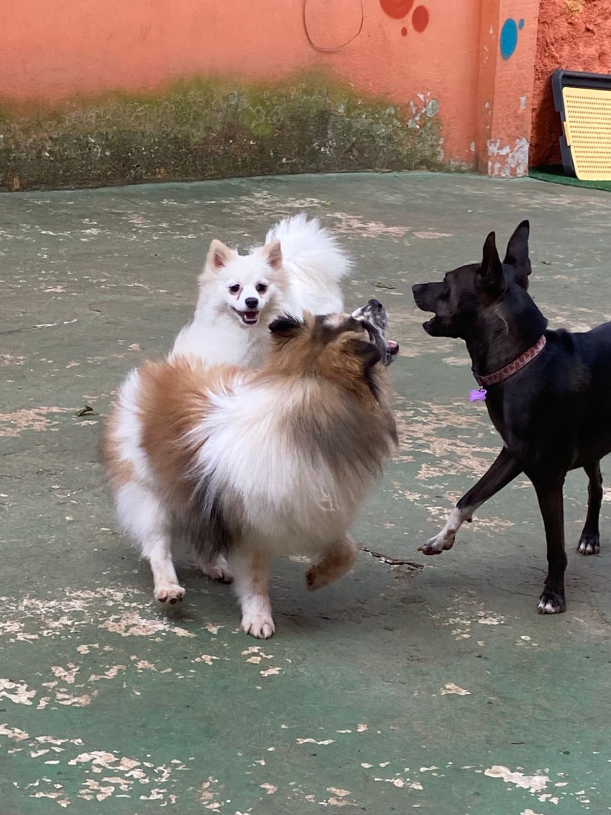 Foto do dia 06/04/2026 14:33  na clínica Animal House