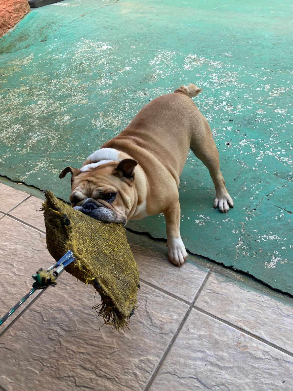 Foto do dia 06/04/2026 15:10  na clínica Animal House