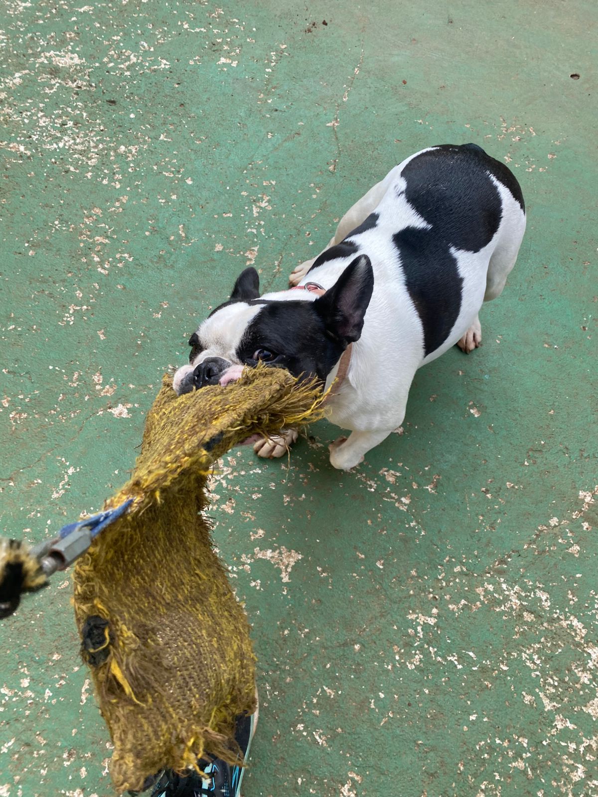 Foto do dia 06/04/2026 15:10  na clínica Animal House
