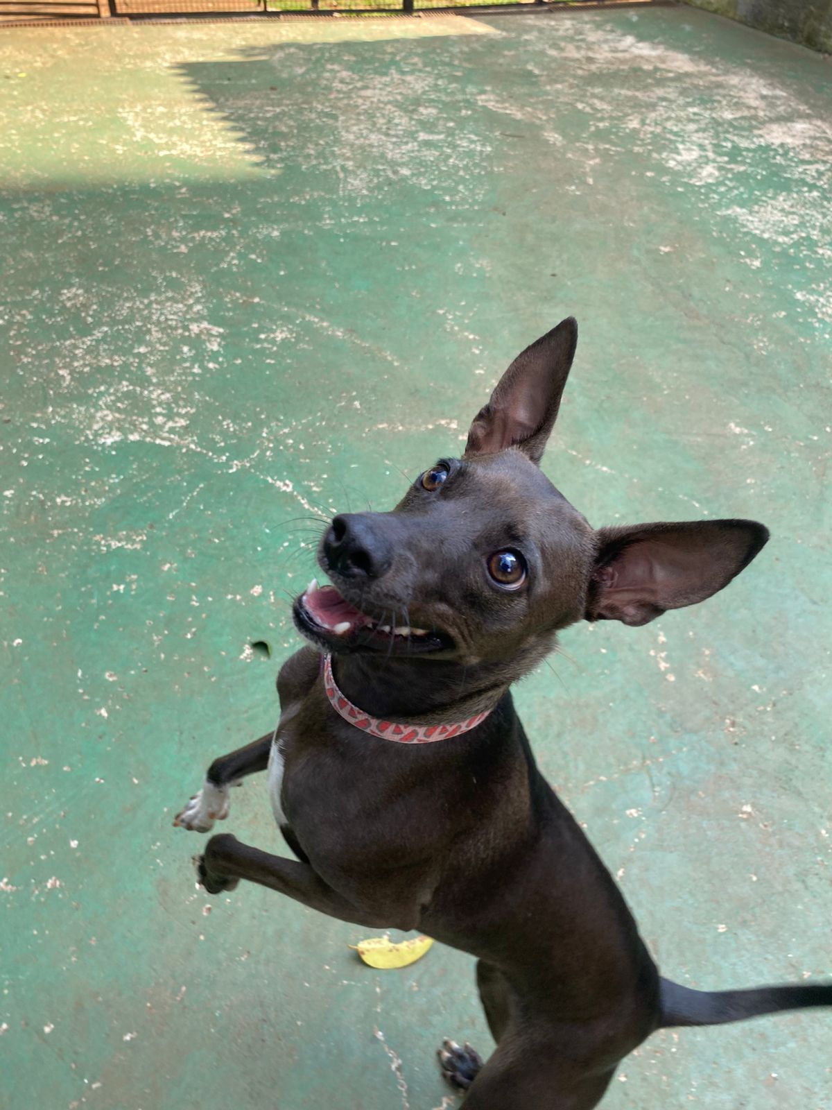 Foto do dia 06/04/2026 15:30  na clínica Animal House