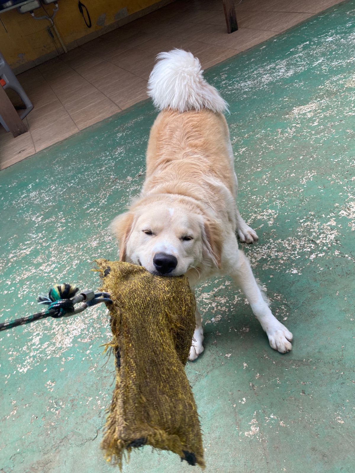 Foto do dia 06/04/2026 15:30  na clínica Animal House