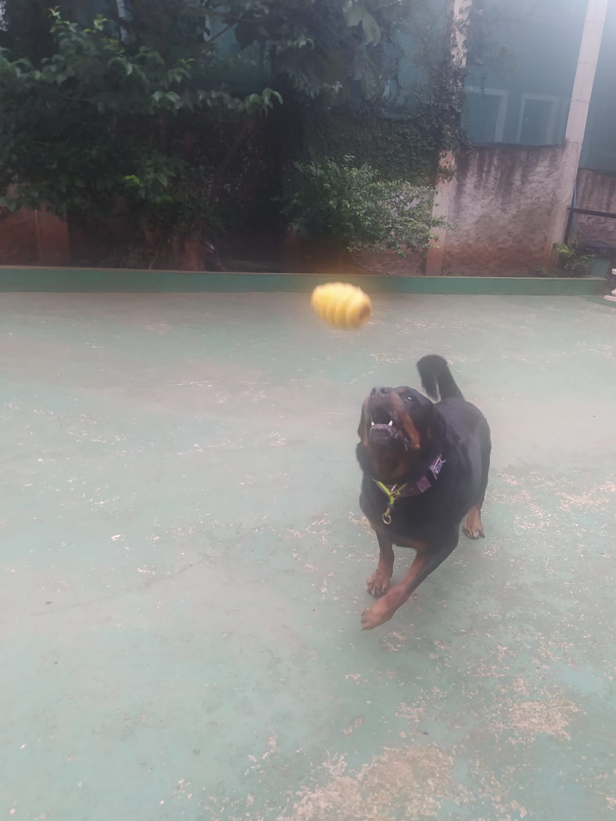 Foto do dia 07/04/2026 08:35  na clínica Animal House