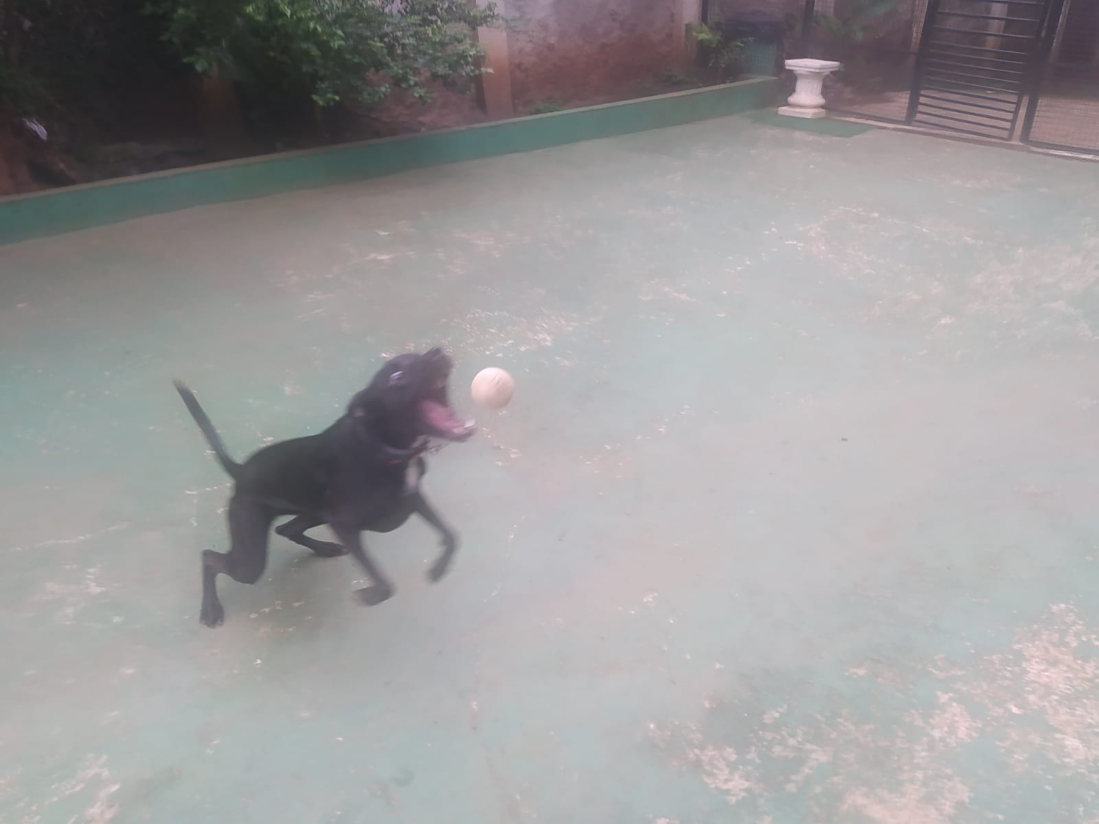 Foto do dia 07/04/2026 08:38  na clínica Animal House