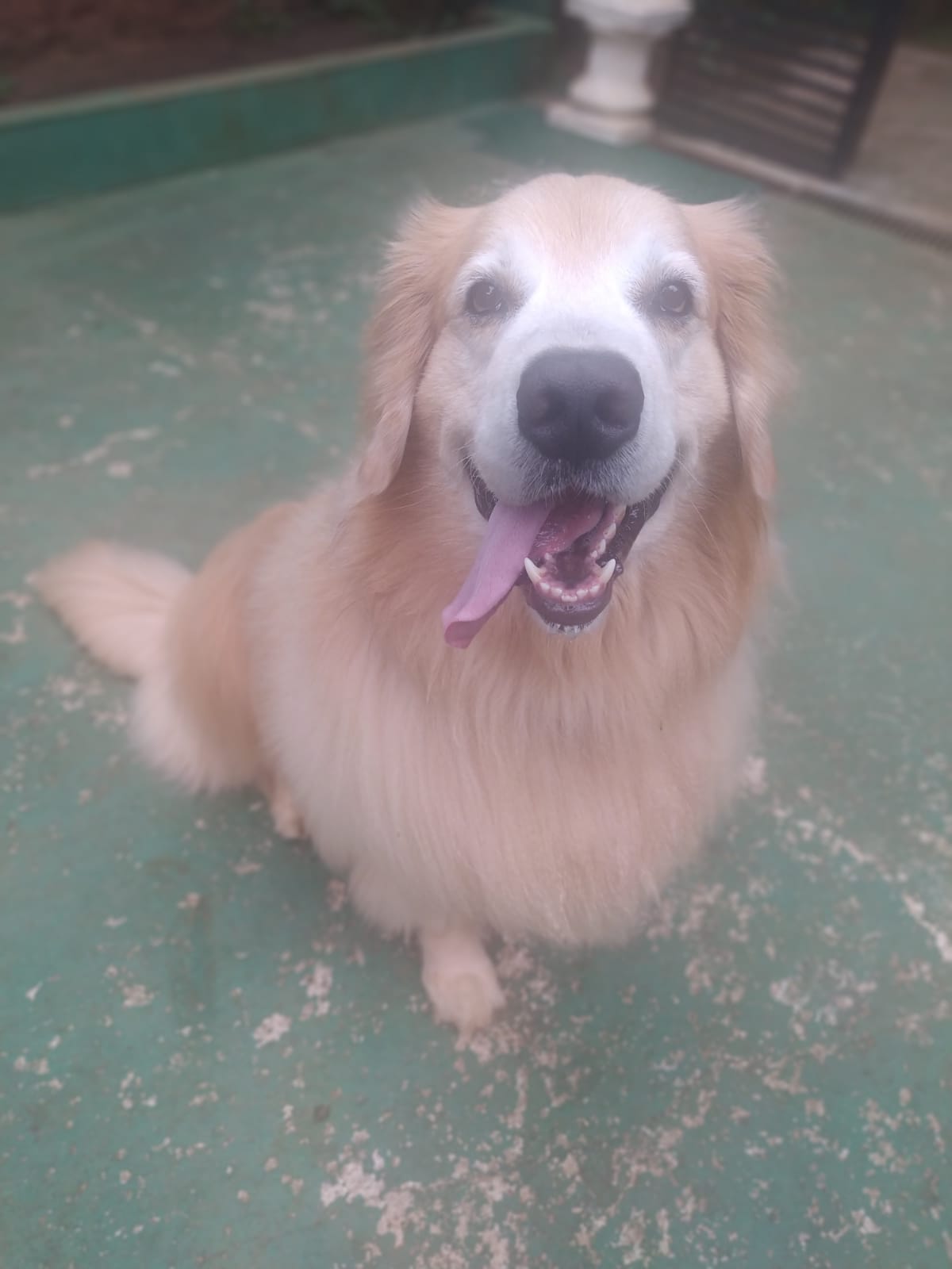 Foto do dia 07/04/2026 09:39  na clínica Animal House