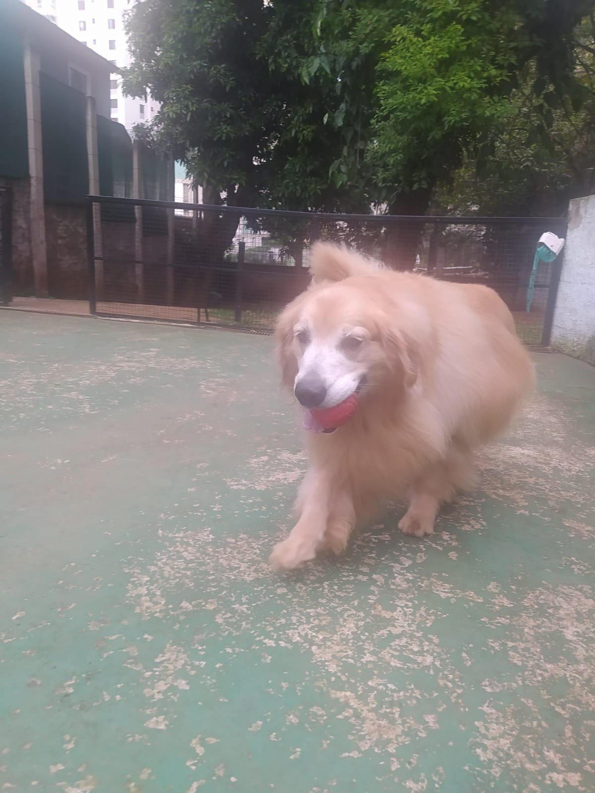 Foto do dia 07/04/2026 09:39  na clínica Animal House