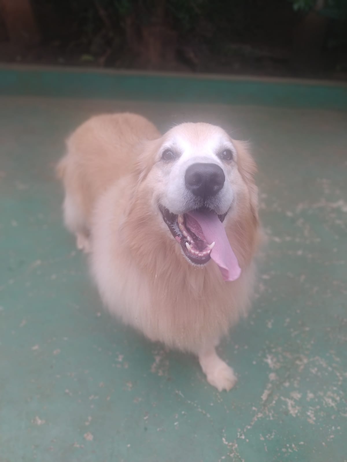 Foto do dia 07/04/2026 09:39  na clínica Animal House