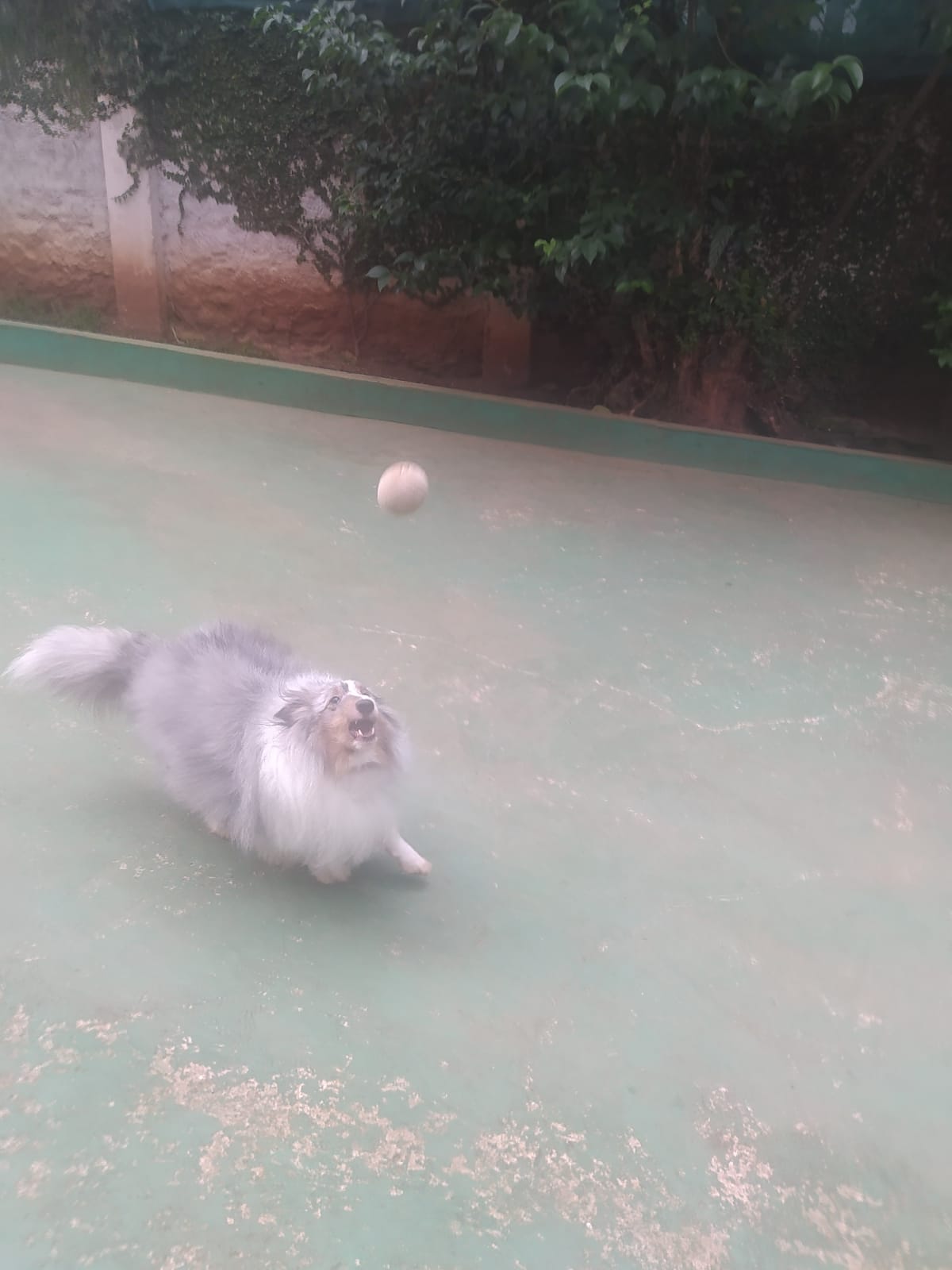 Foto do dia 07/04/2026 09:49  na clínica Animal House