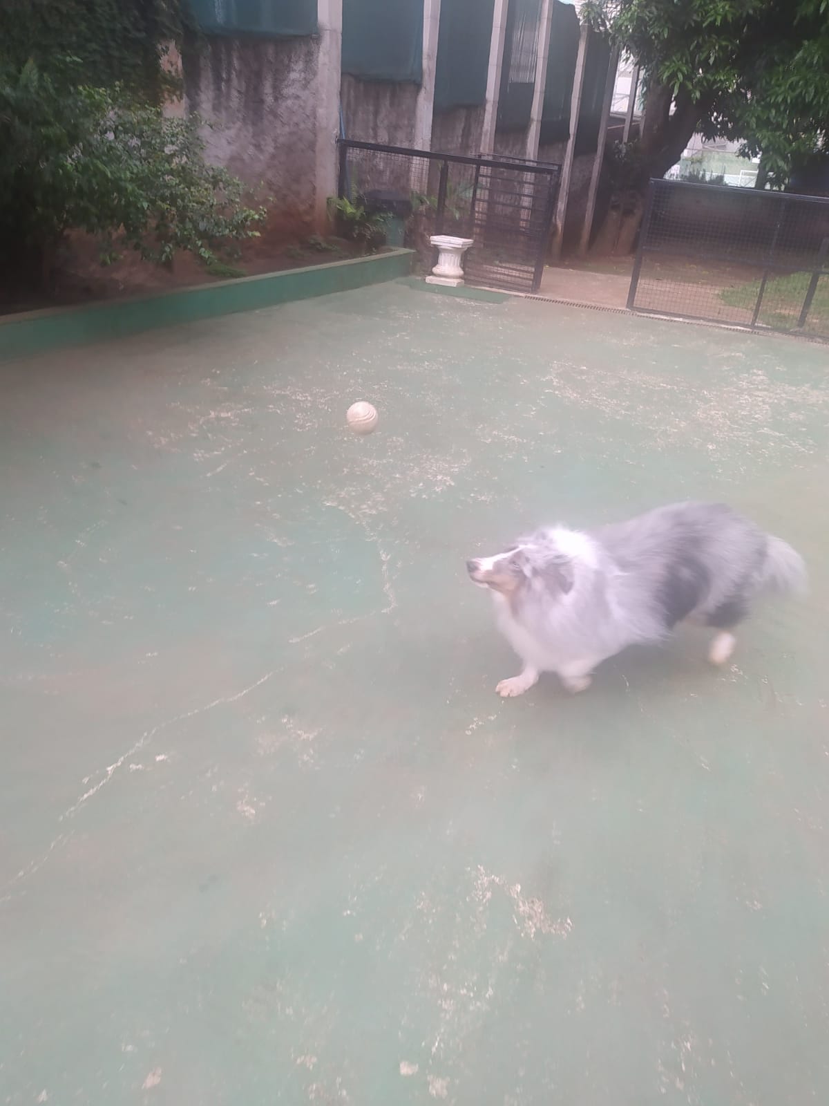 Foto do dia 07/04/2026 09:49  na clínica Animal House