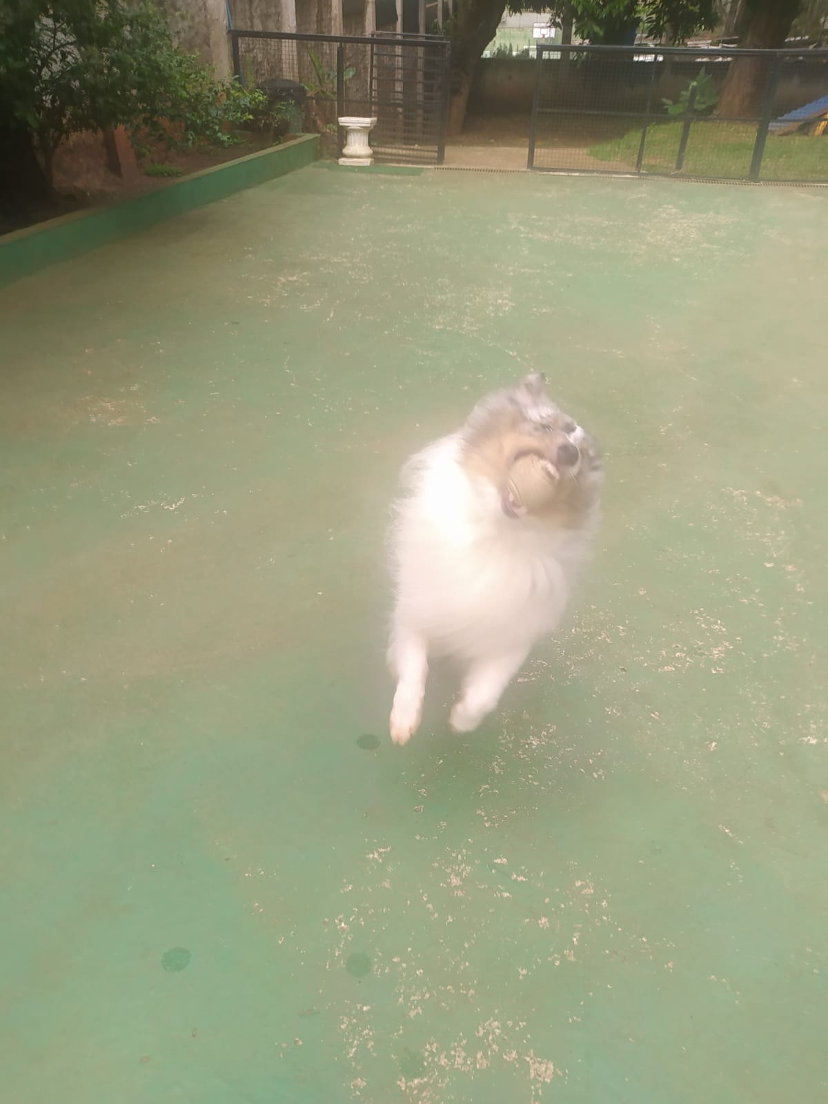 Foto do dia 07/04/2026 09:49  na clínica Animal House