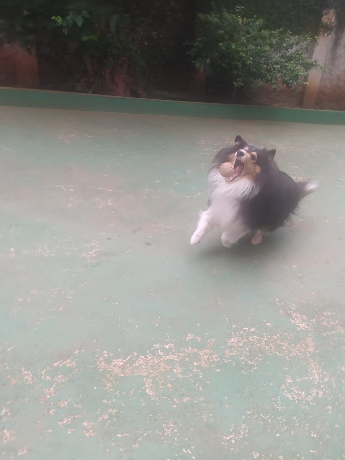 Foto do dia 07/04/2026 10:03  na clínica Animal House