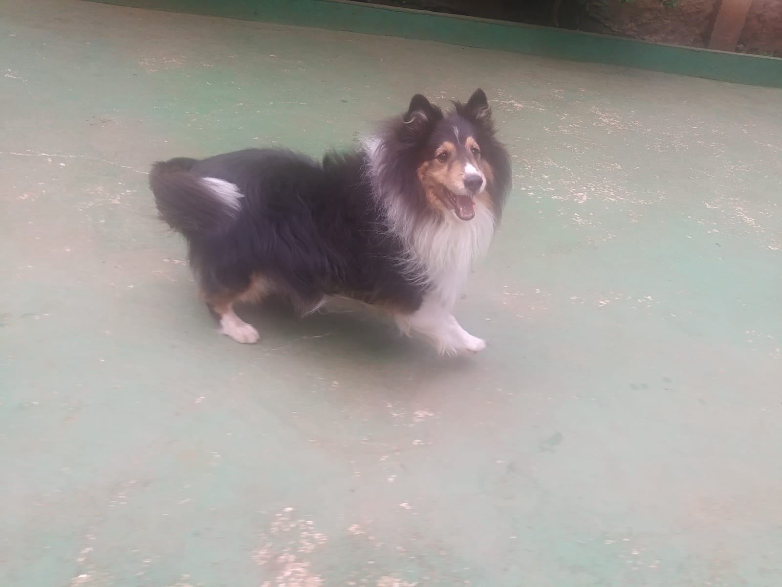 Foto do dia 07/04/2026 10:04  na clínica Animal House