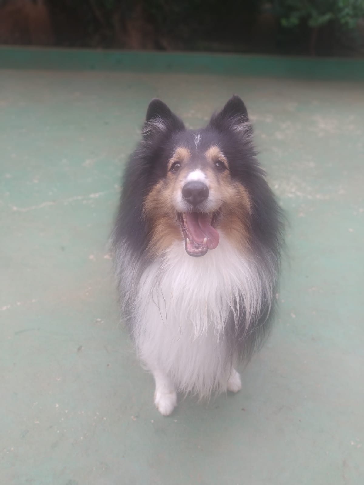 Foto do dia 07/04/2026 10:04  na clínica Animal House