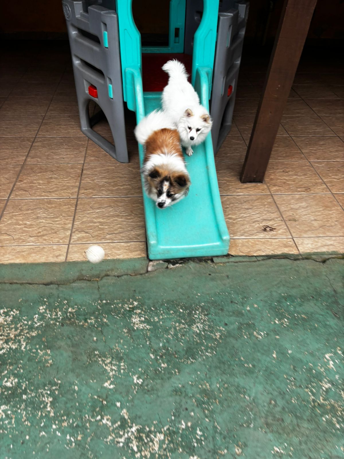 Foto do dia 07/04/2026 10:22  na clínica Animal House