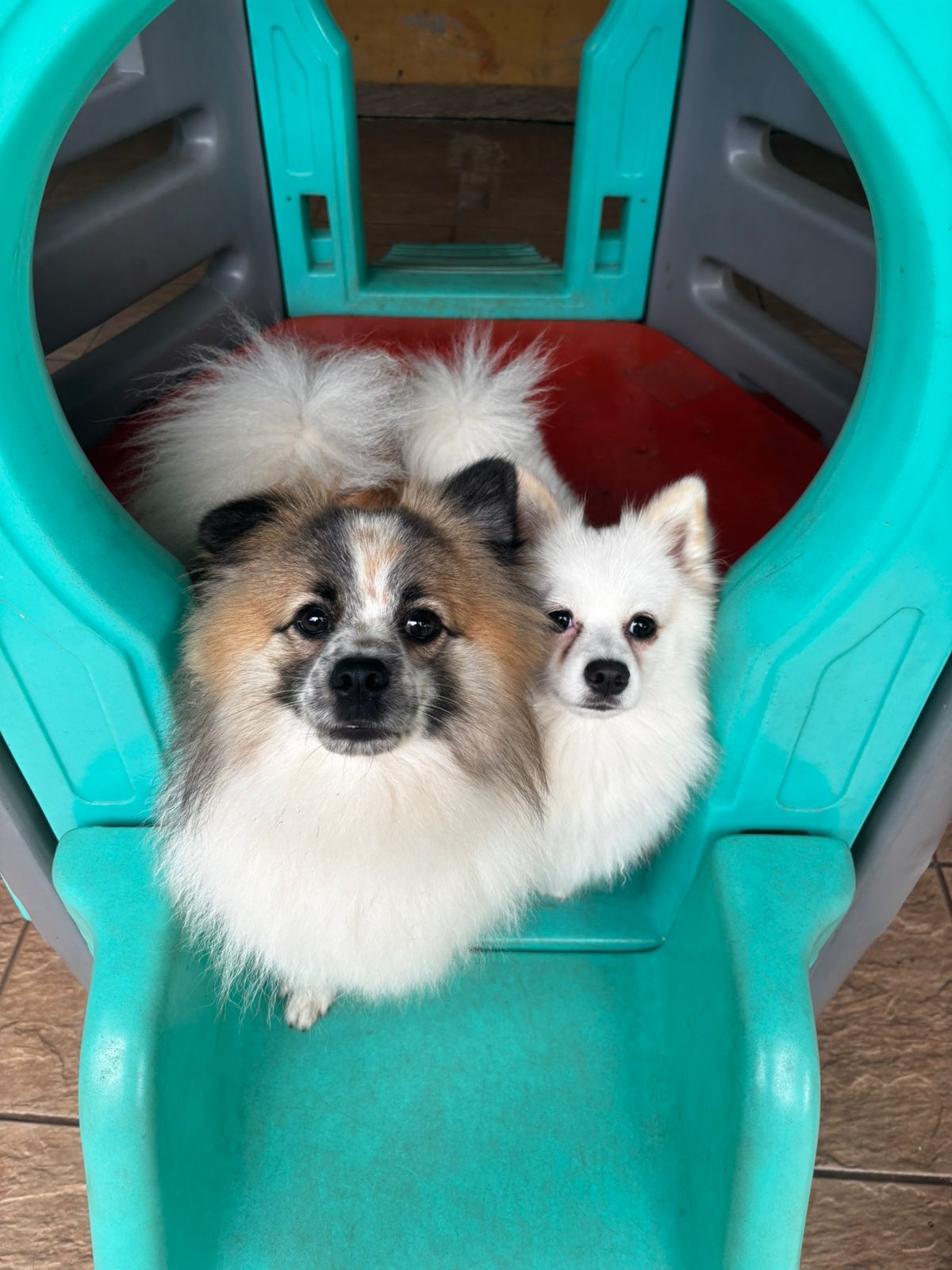 Foto do dia 07/04/2026 10:22  na clínica Animal House