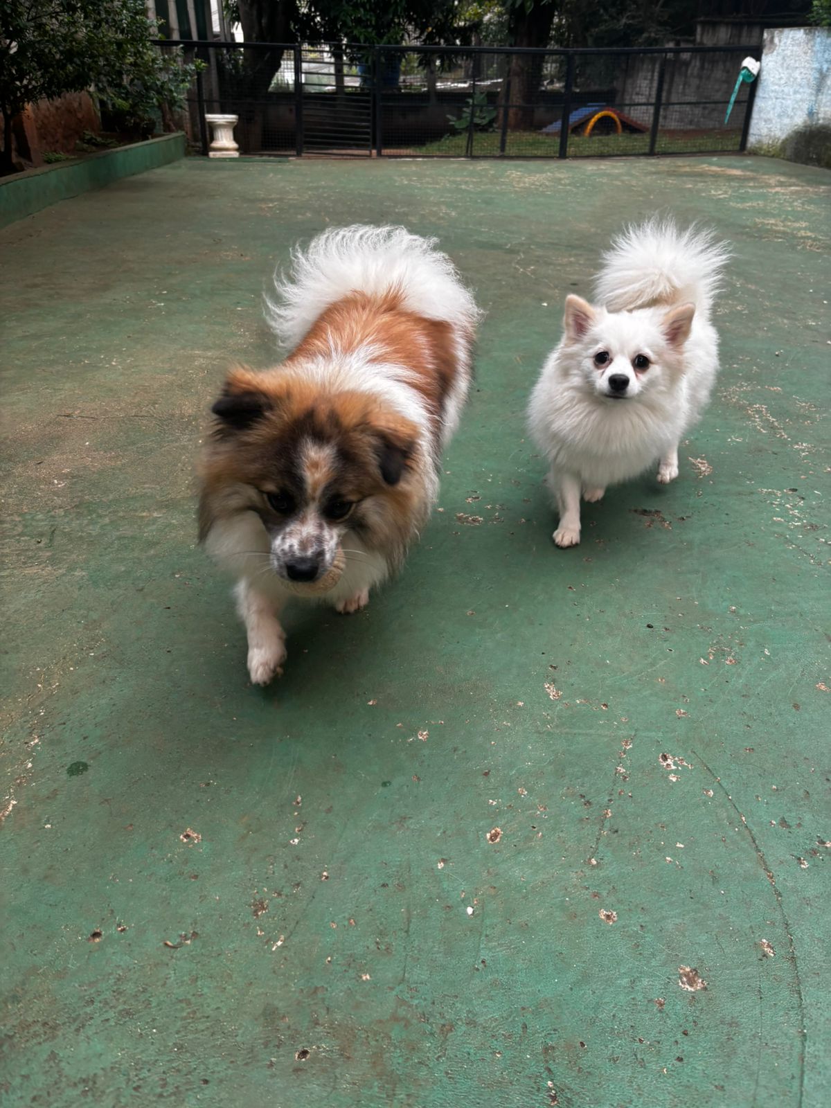 Foto do dia 07/04/2026 10:22  na clínica Animal House