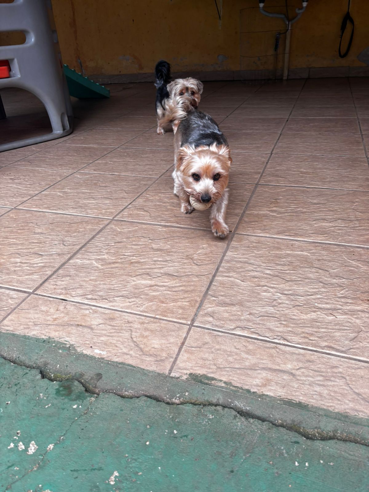 Foto do dia 07/04/2026 10:57  na clínica Animal House