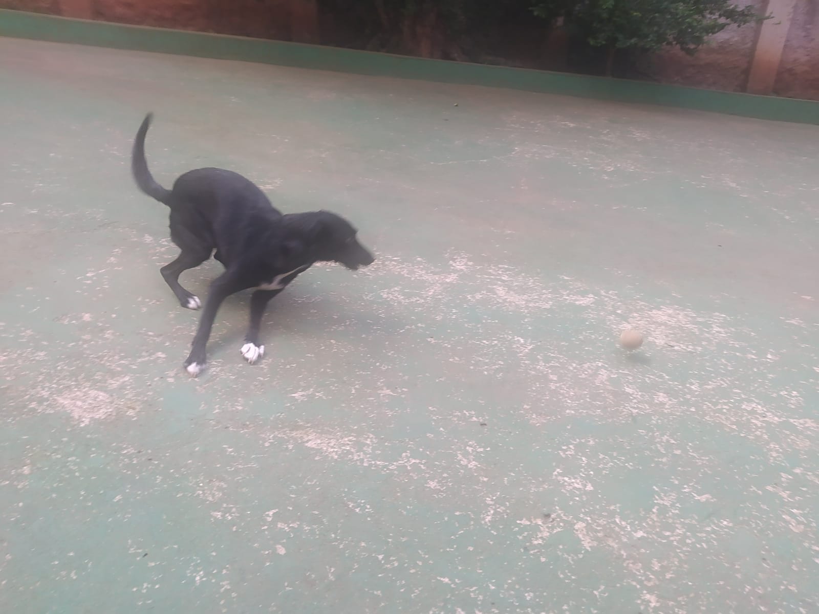 Foto do dia 09/04/2026 10:08  na clínica Animal House