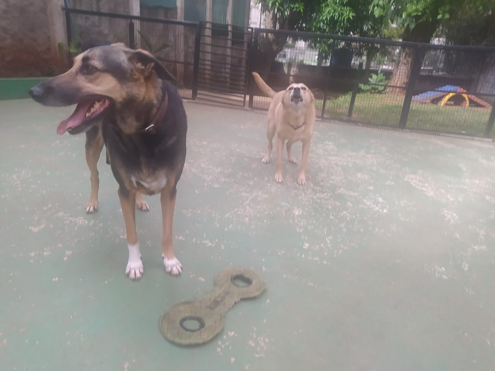 Foto do dia 09/04/2026 10:09  na clínica Animal House