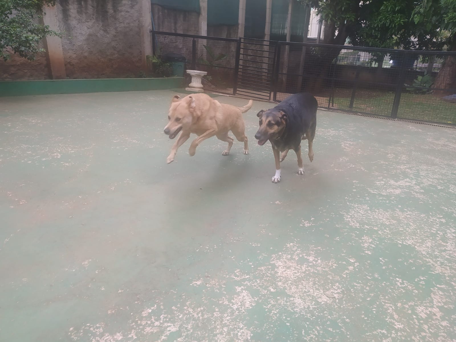 Foto do dia 09/04/2026 10:09  na clínica Animal House