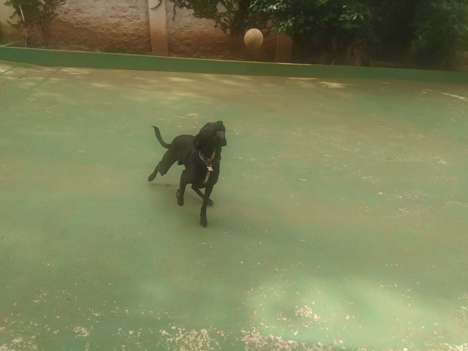 Foto do dia 09/04/2026 10:22  na clínica Animal House