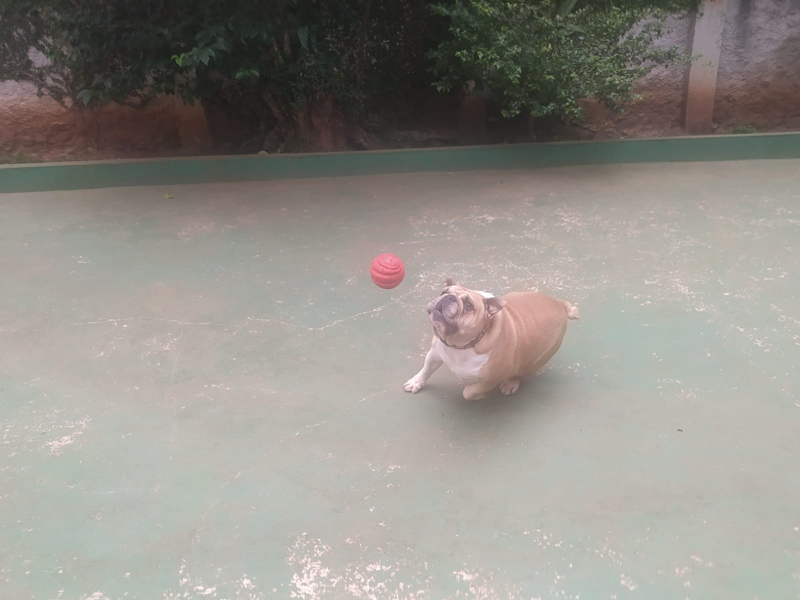 Foto do dia 09/04/2026 10:46  na clínica Animal House