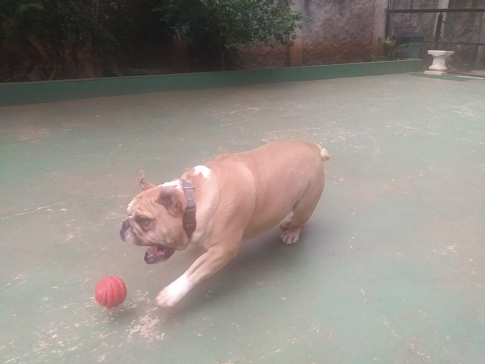 Foto do dia 09/04/2026 10:46  na clínica Animal House