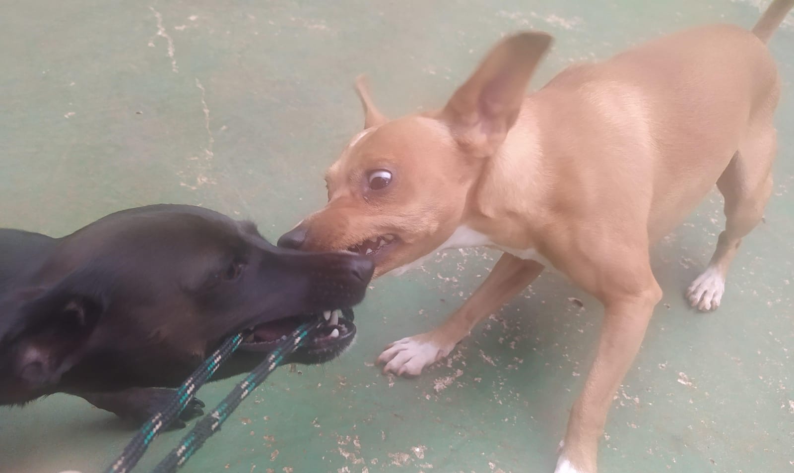 Foto do dia 09/04/2026 11:05  na clínica Animal House