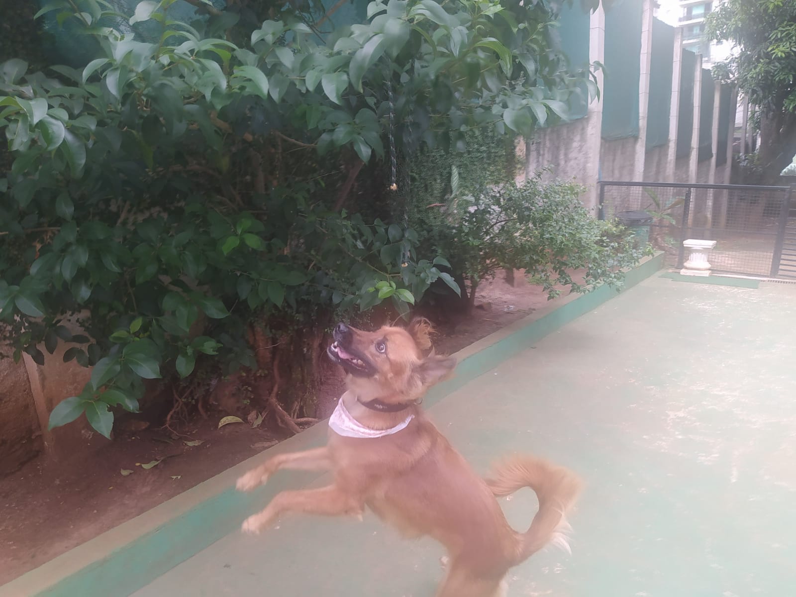 Foto do dia 09/04/2026 11:09  na clínica Animal House