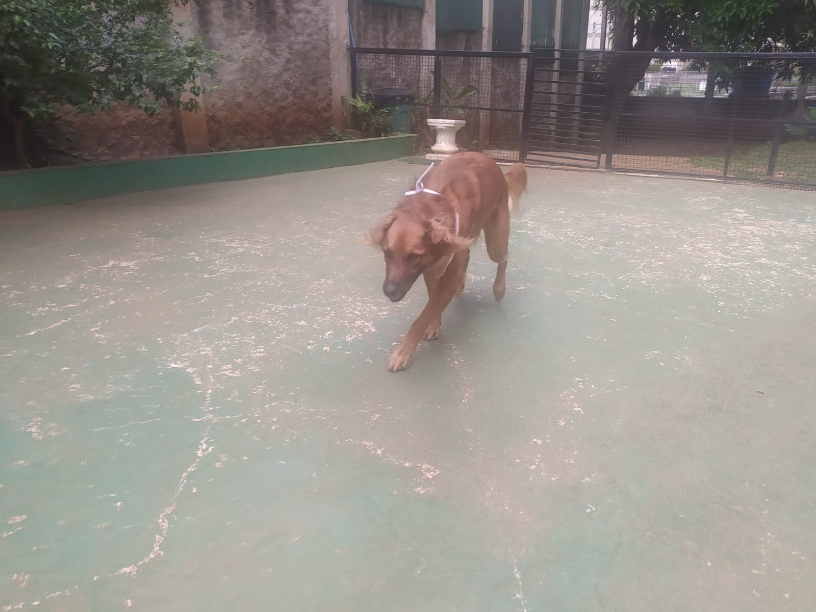 Foto do dia 09/04/2026 11:09  na clínica Animal House