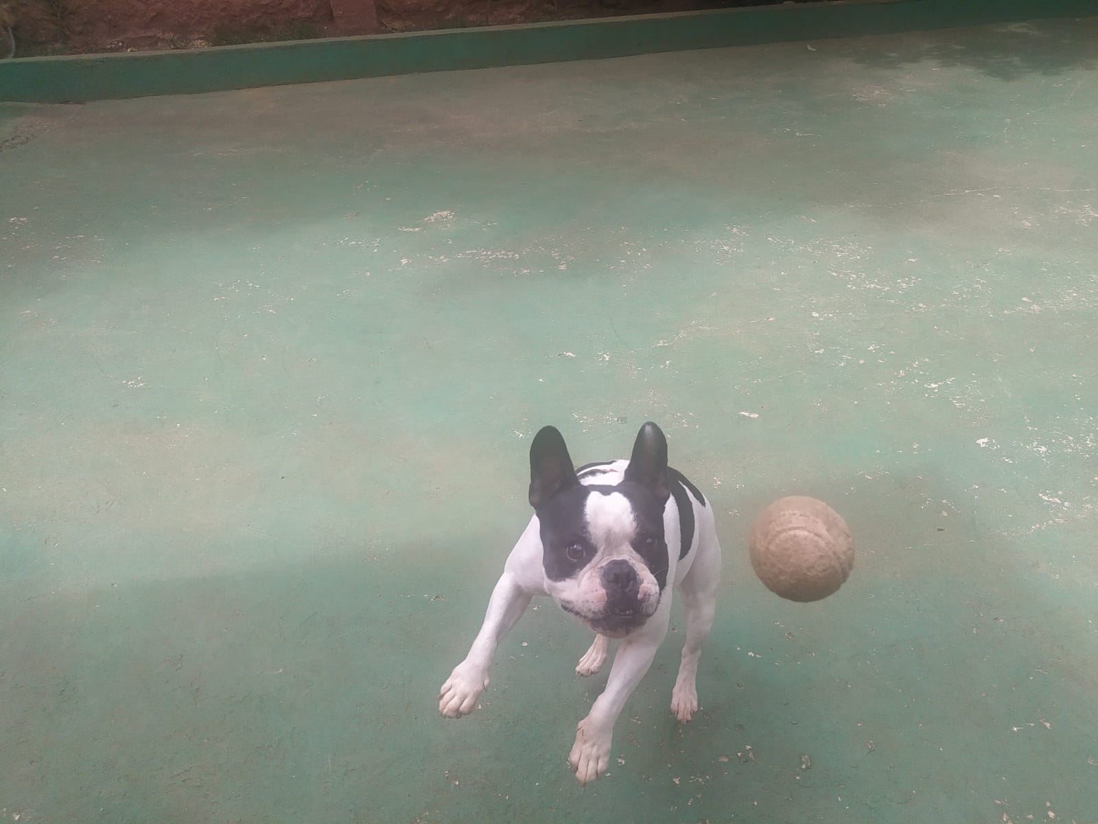 Foto do dia 09/04/2026 11:19  na clínica Animal House