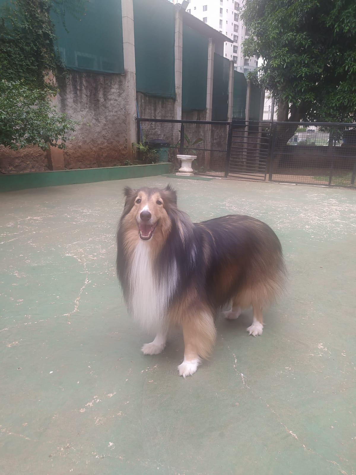 Foto do dia 09/04/2026 11:38  na clínica Animal House