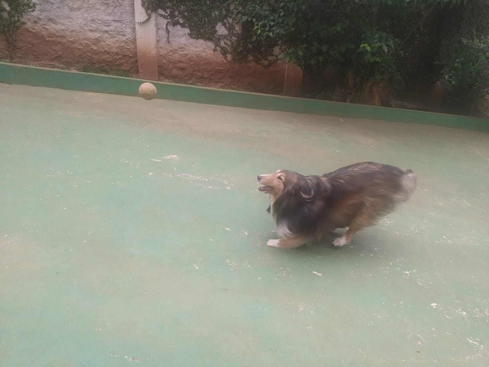 Foto do dia 09/04/2026 11:38  na clínica Animal House