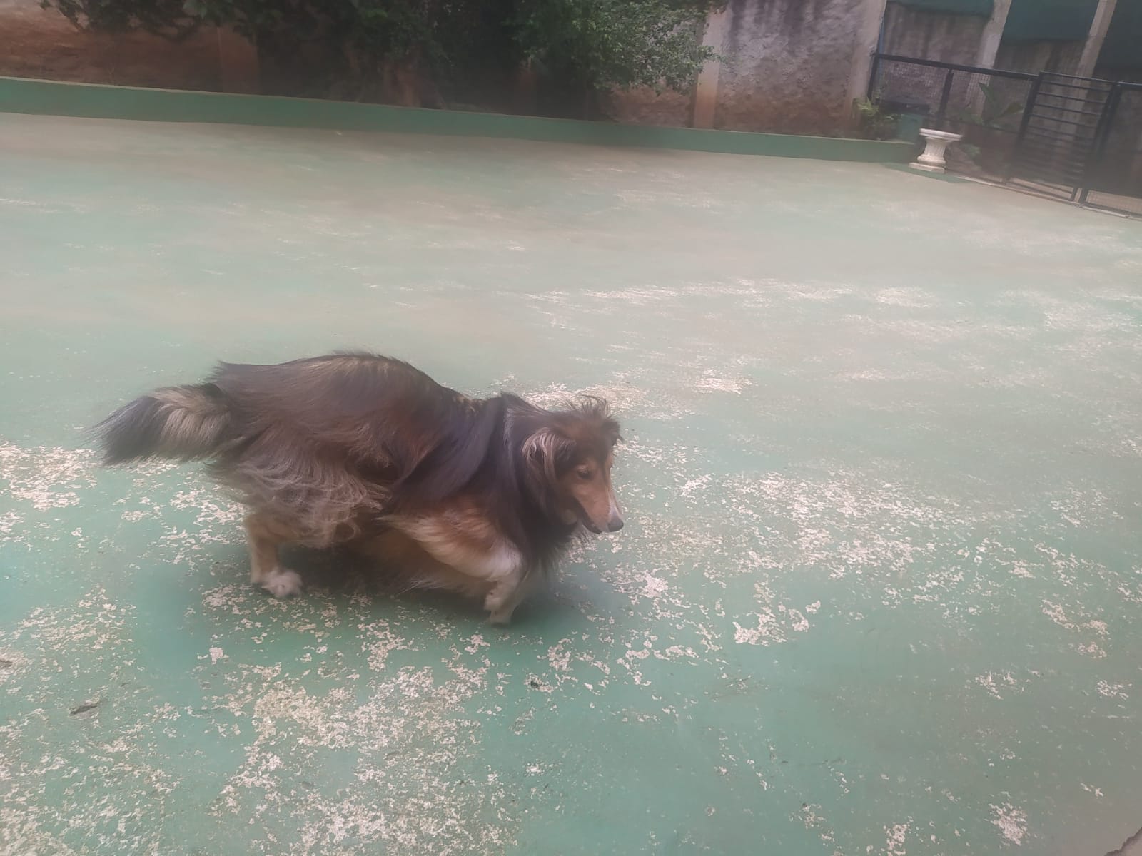 Foto do dia 09/04/2026 11:38  na clínica Animal House