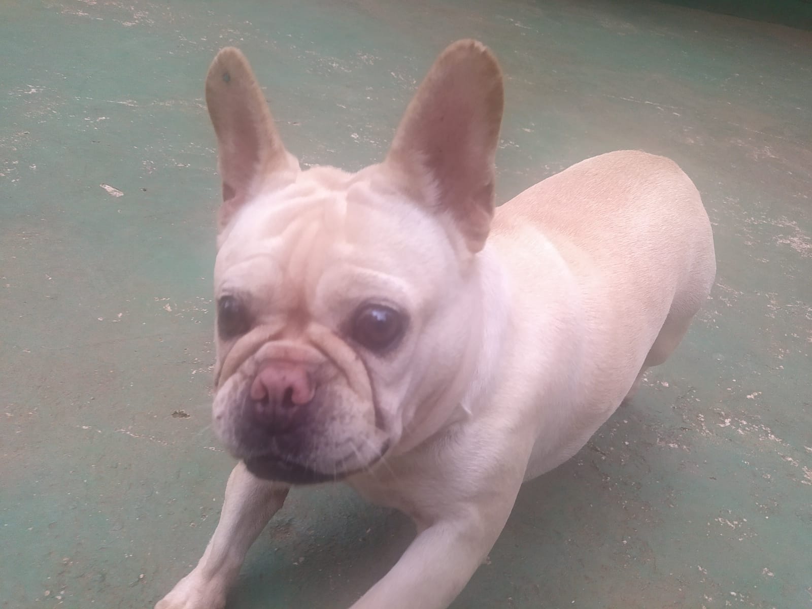 Foto do dia 09/04/2026 11:41  na clínica Animal House