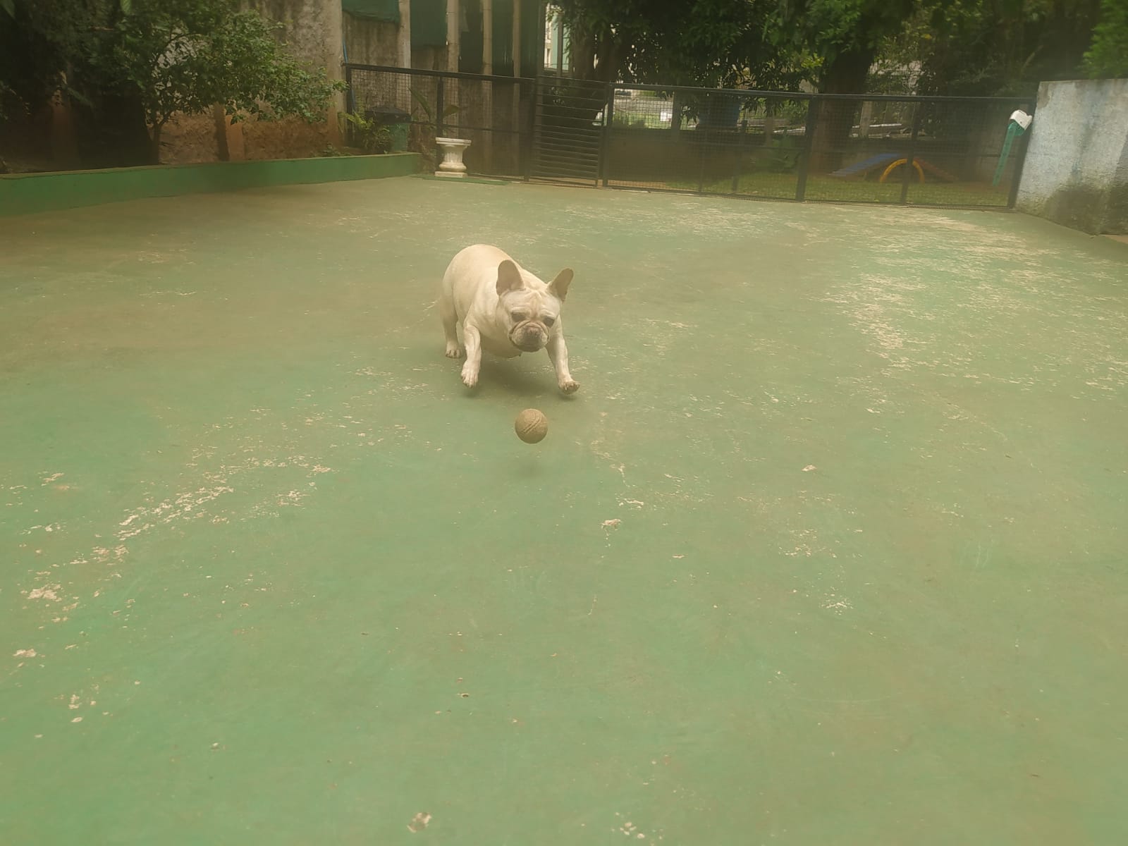 Foto do dia 09/04/2026 11:41  na clínica Animal House