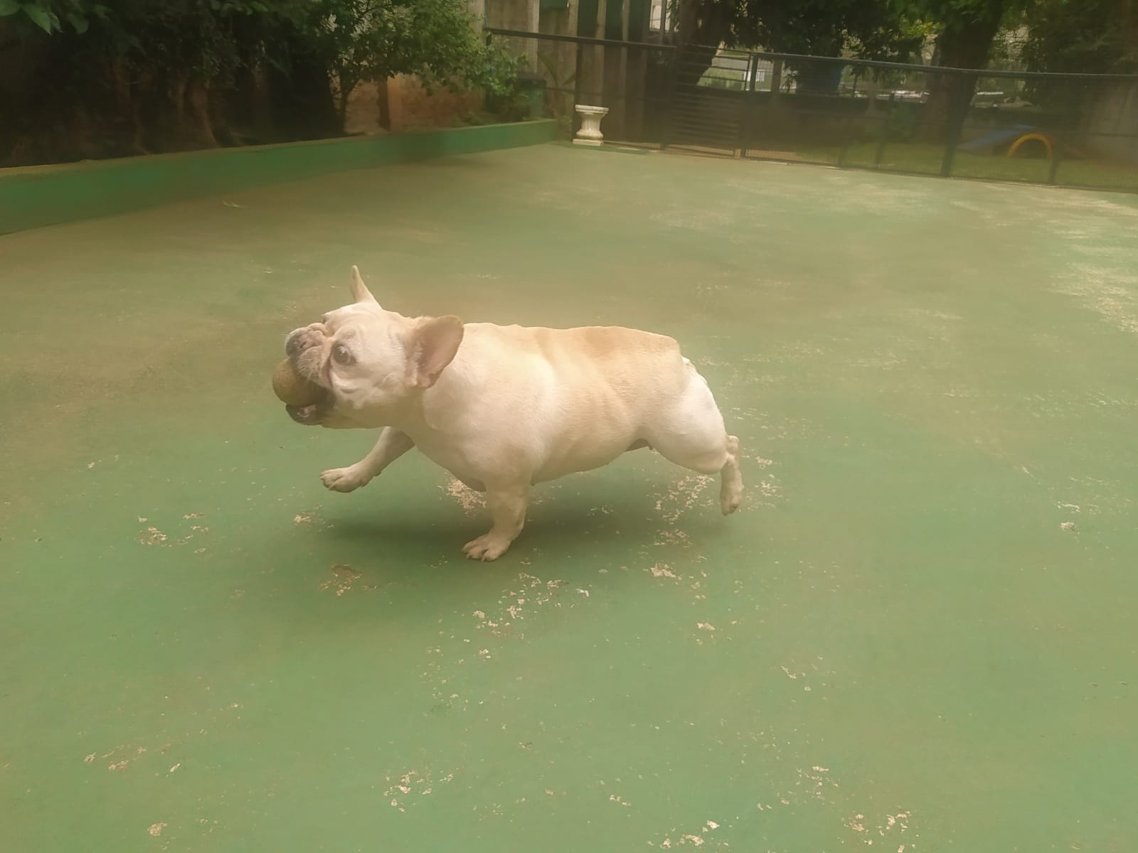 Foto do dia 09/04/2026 11:41  na clínica Animal House