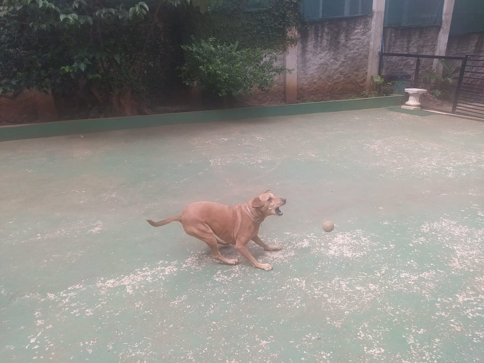 Foto do dia 09/04/2026 11:46  na clínica Animal House