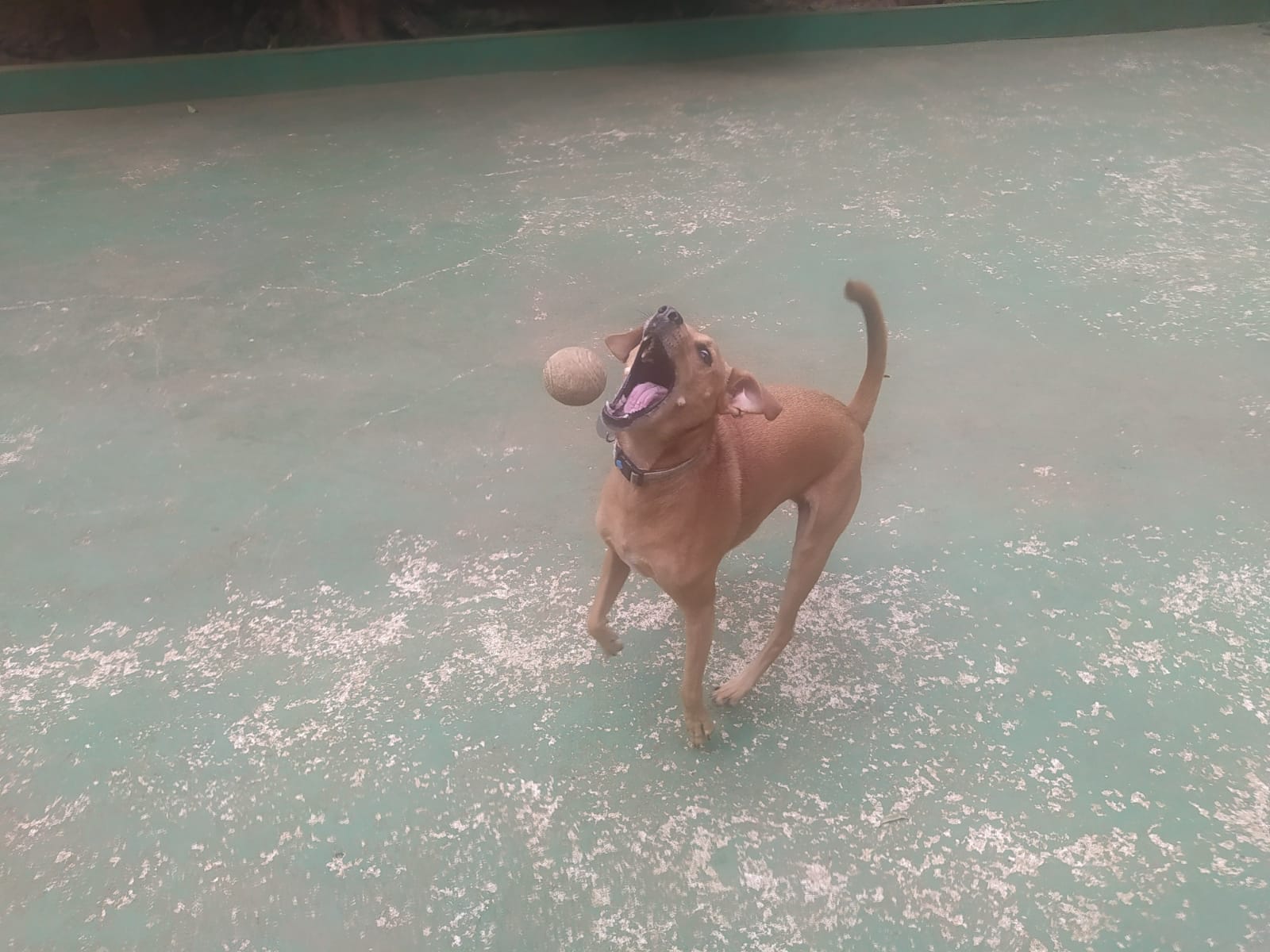 Foto do dia 09/04/2026 11:46  na clínica Animal House